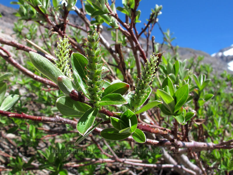 Sitka willow (?) (Salix sitchensis) [Ladd Glacier moraine, Mt. Hood Wilderness, Hood River County, Oregon]