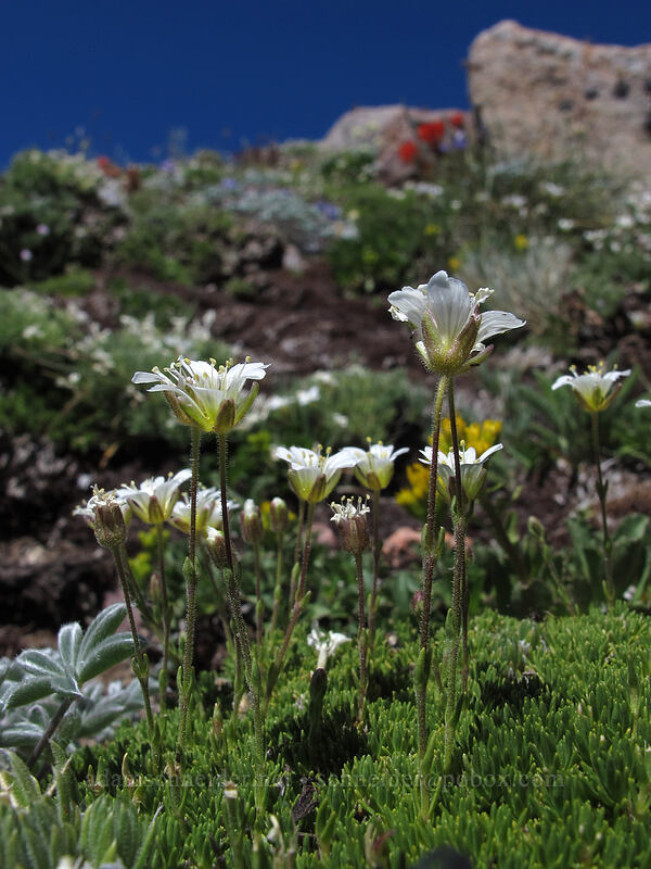 alpine sandwort (Minuartia obtusiloba (Cherleria obtusiloba) (Arenaria obtusiloba)) [below Barrett Spur, Mt. Hood Wilderness, Hood River County, Oregon]