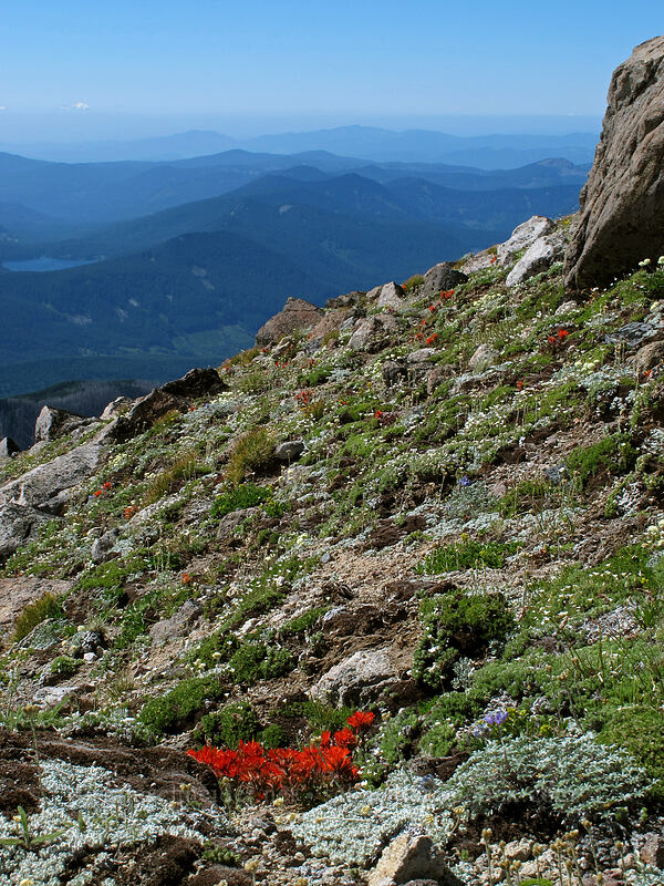 alpine rock garden (Castilleja rupicola, Eriogonum ovalifolium, Lupinus lepidus var. lobbii, Minuartia obtusiloba (Cherleria obtusiloba) (Arenaria obtusiloba)) [below Barrett Spur, Mt. Hood Wilderness, Hood River County, Oregon]