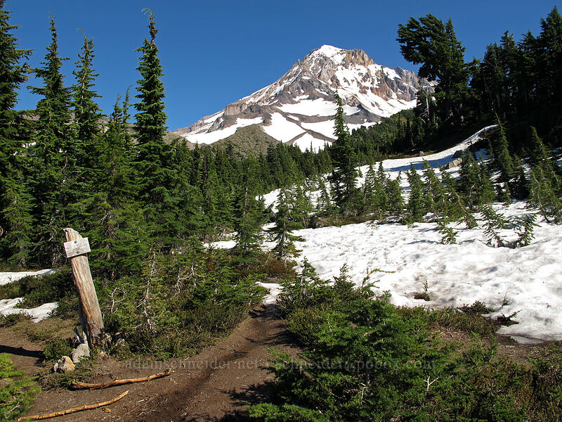 McNeil Point Trail junction [Timberline Trail, Mt. Hood Wilderness, Hood River County, Oregon]