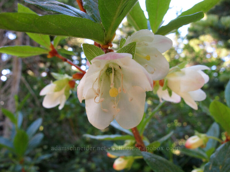 white rhododendron (Rhododendron albiflorum) [Timberline Trail, Mt. Hood Wilderness, Hood River County, Oregon]