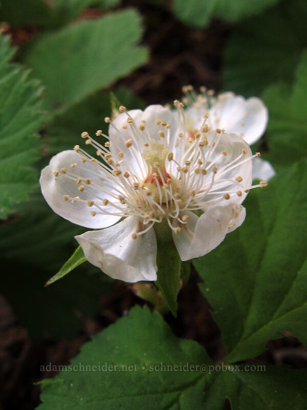 dwarf bramble (Rubus lasiococcus) [Timberline Trail, Mt. Hood Wilderness, Hood River County, Oregon]