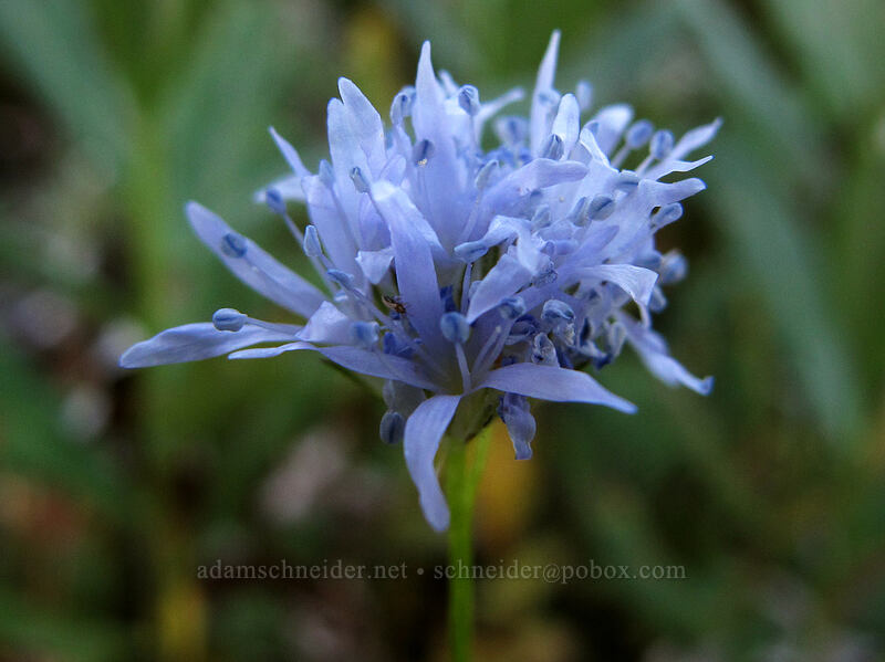 blue-head gilia (Gilia capitata) [Bald Mountain, Mt. Hood Wilderness, Clackamas County, Oregon]