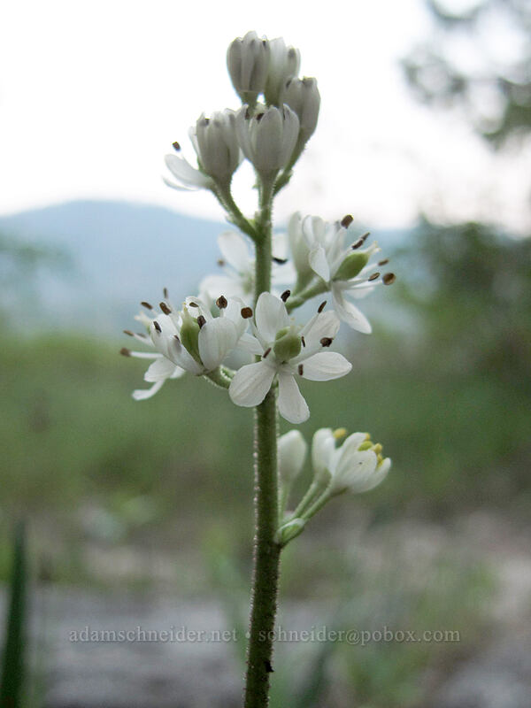 sticky false asphodel (Triantha occidentalis ssp. brevistyla (Tofieldia glutinosa var. brevistyla)) [Lake Wenatchee State Park, Chelan County, Washington]