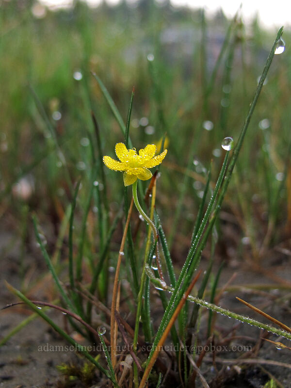 dew-covered buttercup (Ranunculus sp.) [Lake Wenatchee State Park, Chelan County, Washington]