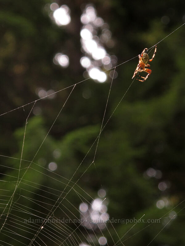 spider on its web [Cady Ridge Trail, Henry M. Jackson Wilderness, Chelan County, Washington]