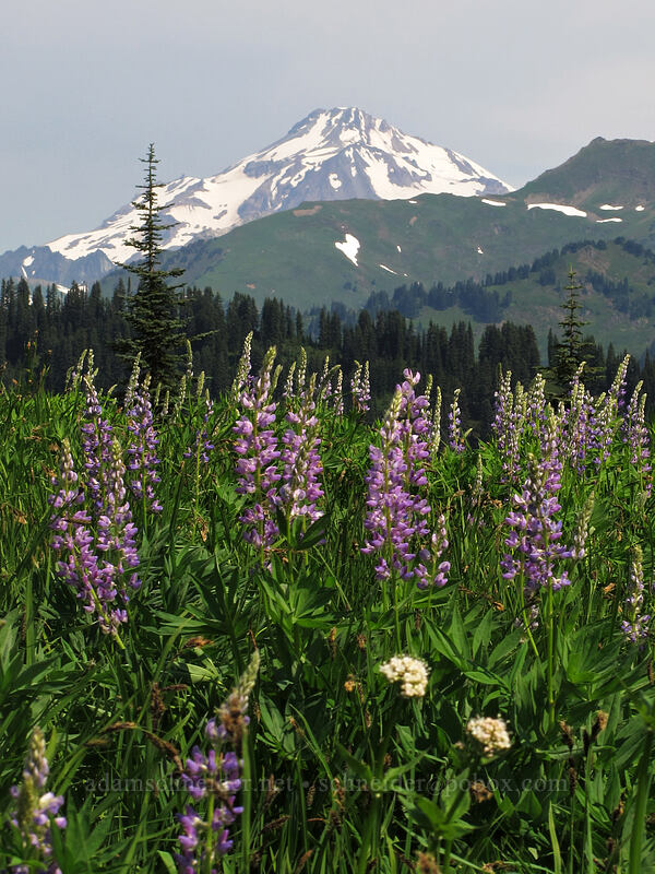 lupines & Glacier Peak (Lupinus latifolius) [Cady Ridge Trail, Henry M. Jackson Wilderness, Chelan County, Washington]
