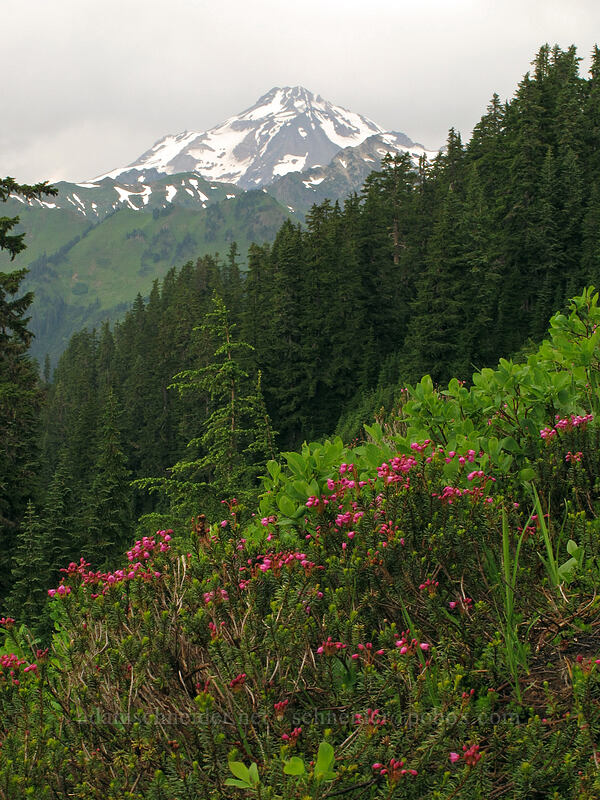 pink mountain heather & Glacier Peak (Phyllodoce empetriformis) [Pacific Crest Trail, Henry M. Jackson Wilderness, Snohomish County, Washington]