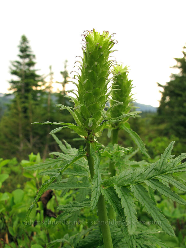 bracted lousewort (Pedicularis bracteosa) [Pacific Crest Trail, Henry M. Jackson Wilderness, Chelan County, Washington]