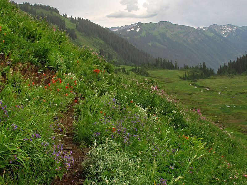 wildflowers & Meander Meadow [Little Wenatchee Trail, Henry M. Jackson Wilderness, Chelan County, Washington]