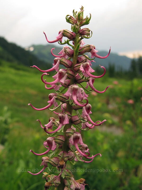 elephant's-head lousewort (Pedicularis groenlandica) [Little Wenatchee Trail, Henry M. Jackson Wilderness, Chelan County, Washington]