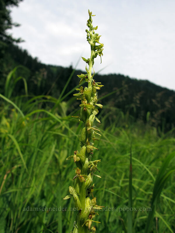 slender bog orchid (Platanthera stricta (Habenaria saccata)) [Little Wenatchee Trail, Henry M. Jackson Wilderness, Chelan County, Washington]