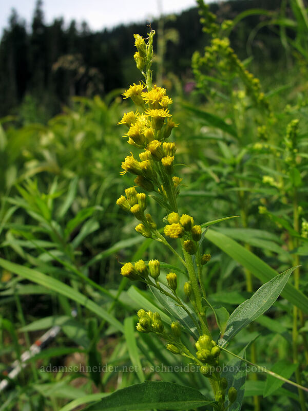 goldenrod (Solidago sp.) [Little Wenatchee Trail, Henry M. Jackson Wilderness, Chelan County, Washington]