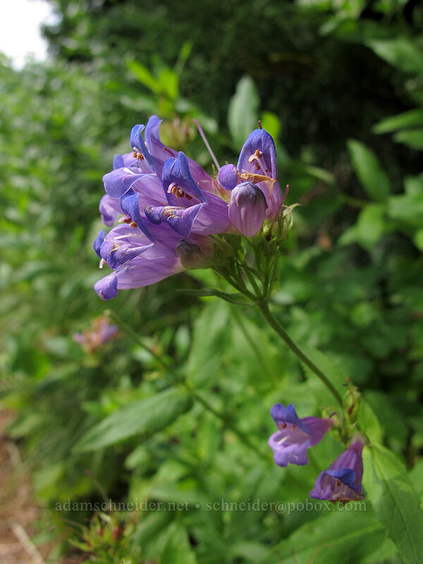 Cascade penstemon (Penstemon serrulatus) [Little Wenatchee Trail, Henry M. Jackson Wilderness, Chelan County, Washington]