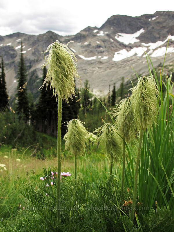 western pasqueflower seedheads (Anemone occidentalis (Pulsatilla occidentalis)) [Maple Pass Trail, Okanogan-Wenatchee National Forest, Chelan County, Washington]