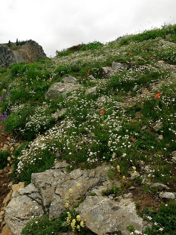 lots of sandwort (Eremogone capillaris (Arenaria capillaris)) [Maple Pass Trail, Okanogan-Wenatchee National Forest, Chelan County, Washington]