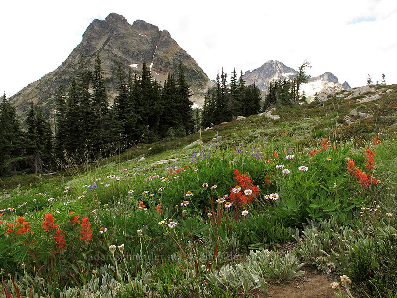 Corteo Peak & wildflowers [Maple Pass Trail, North Cascades National Park, Chelan County, Washington]
