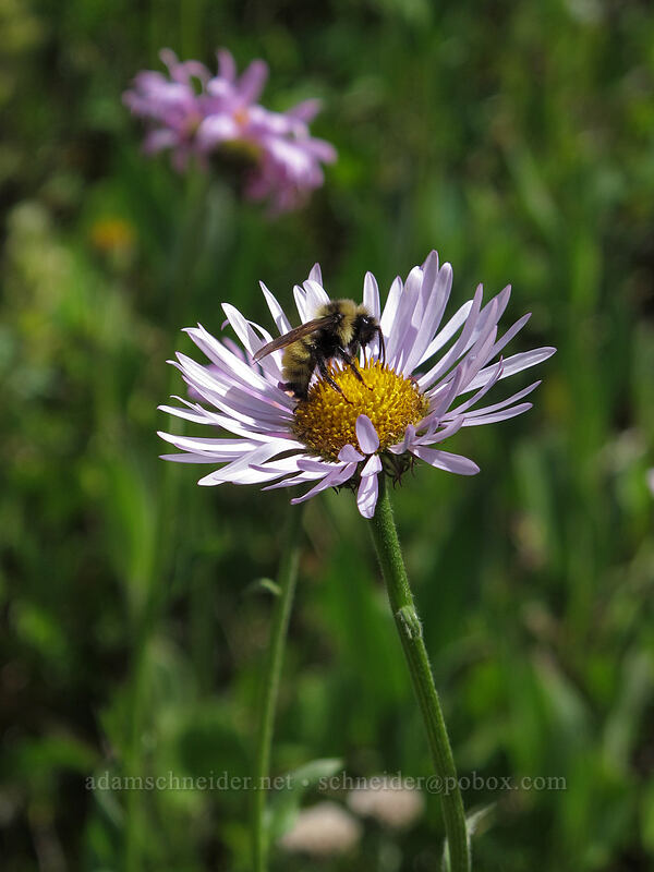 bumblebee on fleabane (Bombus sp., Erigeron glacialis var. glacialis) [Heather Pass, Okanogan-Wenatchee National Forest, Skagit County, Washington]