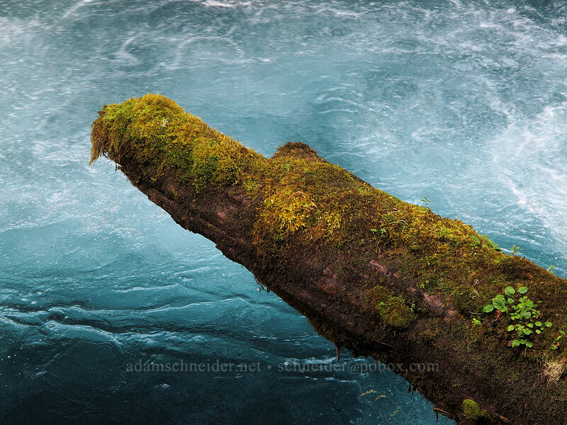 mossy log & whitewater [Waterfalls Loop Trail, Willamette National Forest, Linn County, Oregon]