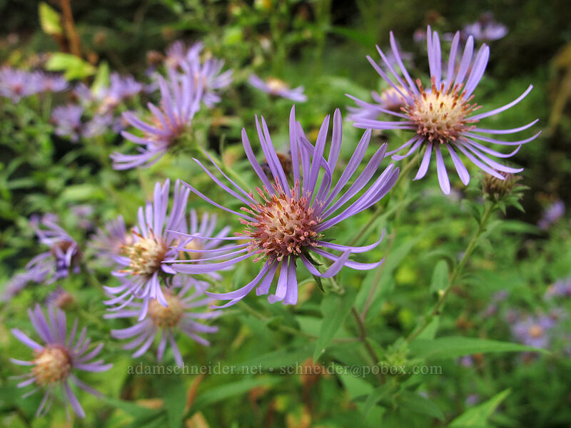 Douglas' aster (Symphyotrichum subspicatum (Aster subspicatus)) [Tamolitch Pool, Willamette National Forest, Linn County, Oregon]