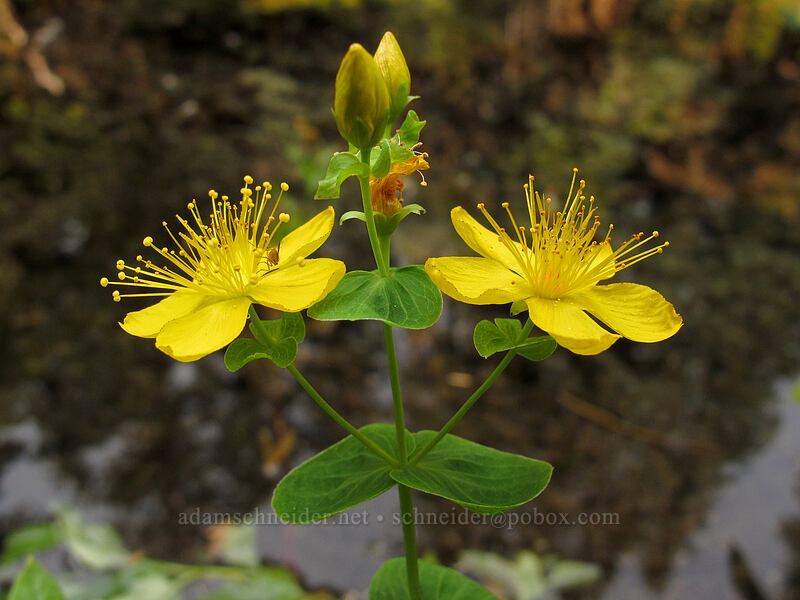 St. John's wort (Hypericum sp.) [Tamolitch Pool, Willamette National Forest, Linn County, Oregon]