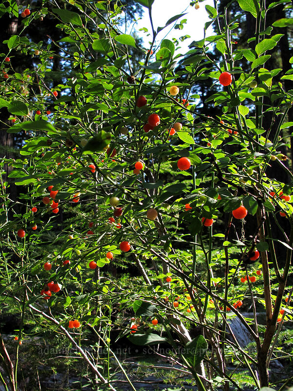 red huckleberries (Vaccinium parvifolium) [Proxy Falls Trail, Willamette National Forest, Lane County, Oregon]