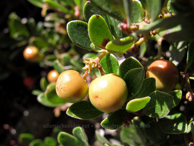 kinnickinnick berries (Arctostaphylos uva-ursi) [Skyscraper Mountain, Mount Rainier National Park, Pierce County, Washington]