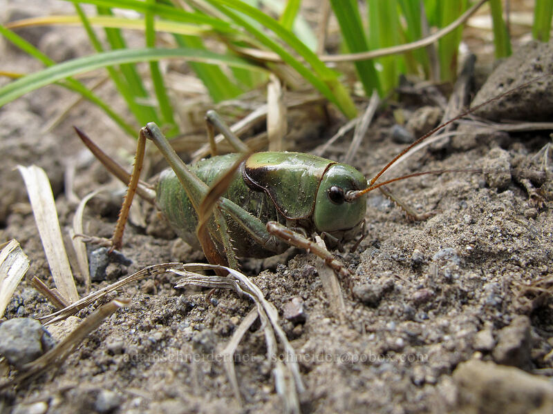 Mormon cricket (Anabrus simplex) [Berkeley Park, Mount Rainier National Park, Pierce County, Washington]