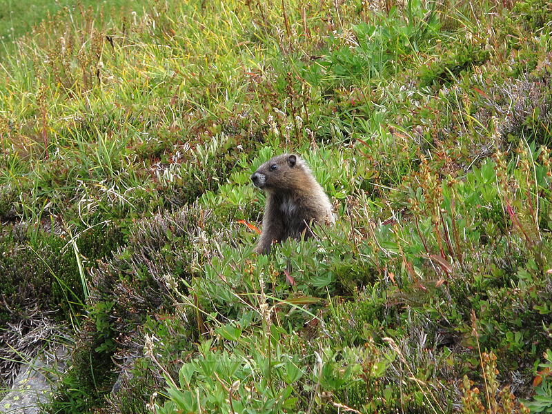 young marmot (Marmota caligata) [Berkeley Park, Mount Rainier National Park, Pierce County, Washington]