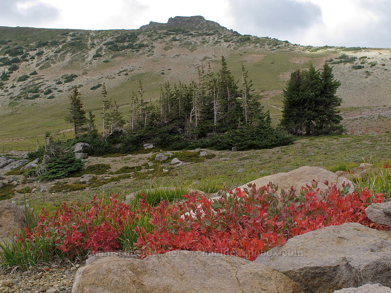 Davis' knotweed (Aconogonon davisiae (Koenigia davisiae) (Polygonum newberryi)) [Wonderland Trail, Mount Rainier National Park, Pierce County, Washington]