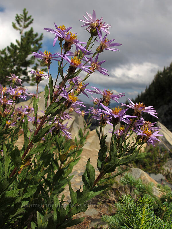 Cascade asters (Eucephalus ledophyllus (Aster ledophyllus)) [Sourdough Ridge Trail, Mount Rainier National Park, Pierce County, Washington]