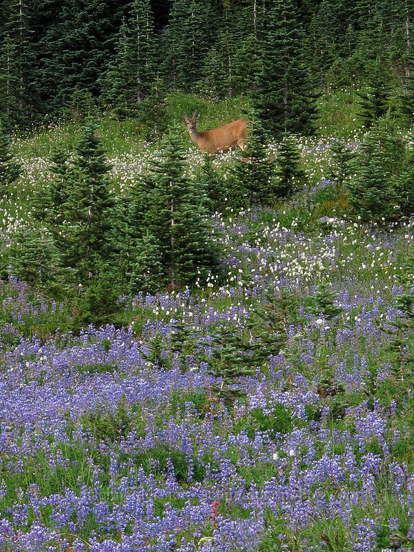 deer & wildflowers (Odocoileus hemionus columbianus) [Deadhorse Creek Trail, Mount Rainier National Park, Pierce County, Washington]