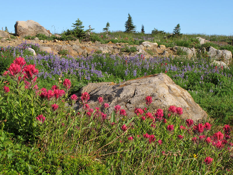 magenta paintbrush (Castilleja parviflora var. oreopola) [Deadhorse Creek Trail, Mount Rainier National Park, Pierce County, Washington]