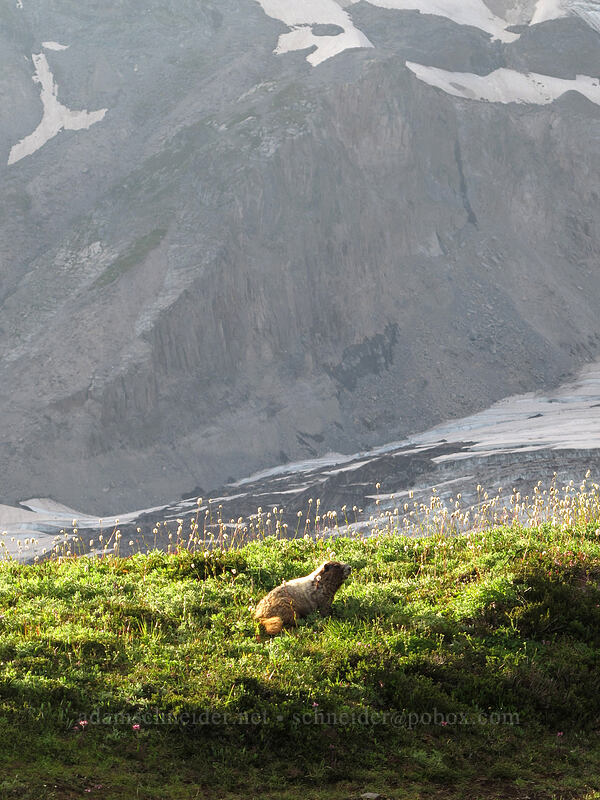 hoary marmot (Marmota caligata) [Glacier Vista Trail, Mount Rainier National Park, Pierce County, Washington]