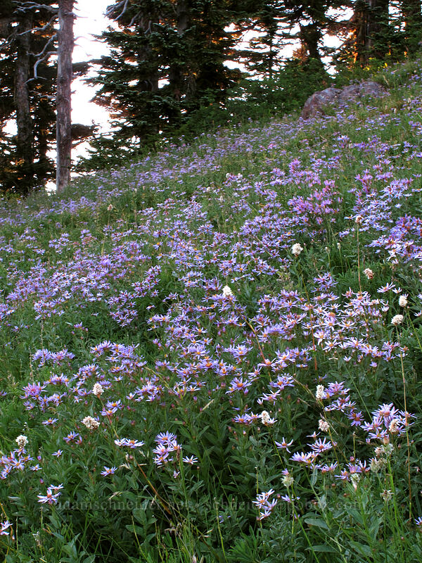 Cascade asters (Eucephalus ledophyllus (Aster ledophyllus)) [Deadhorse Creek Trail, Mount Rainier National Park, Pierce County, Washington]