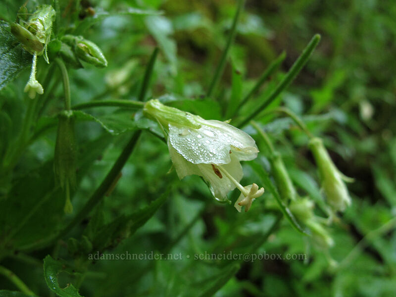 yellow willow-herb (Epilobium luteum) [Scott Paul Trail, Mount Baker-Snoqualmie National Forest, Whatcom County, Washington]