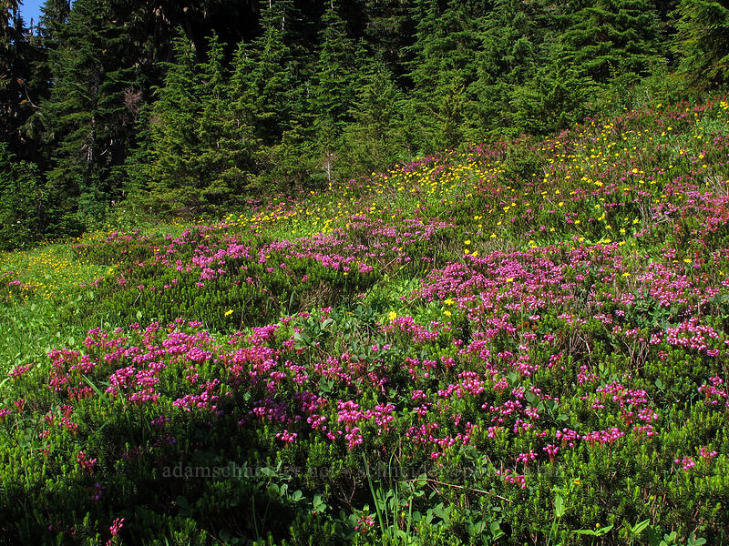 heather & arnica (Phyllodoce empetriformis, Arnica sp.) [Scott Paul Trail, Mount Baker-Snoqualmie National Forest, Whatcom County, Washington]