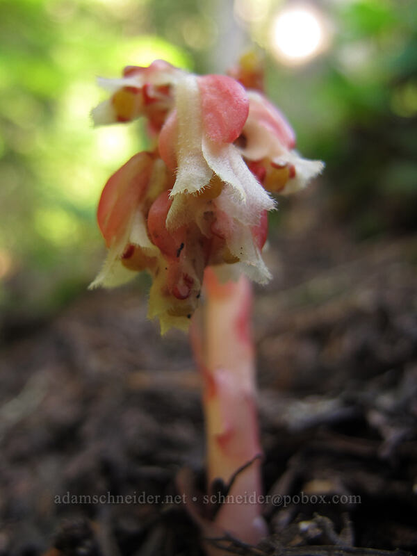 pinesap (Monotropa hypopitys) [Scott Paul Trail, Mount Baker-Snoqualmie National Forest, Whatcom County, Washington]