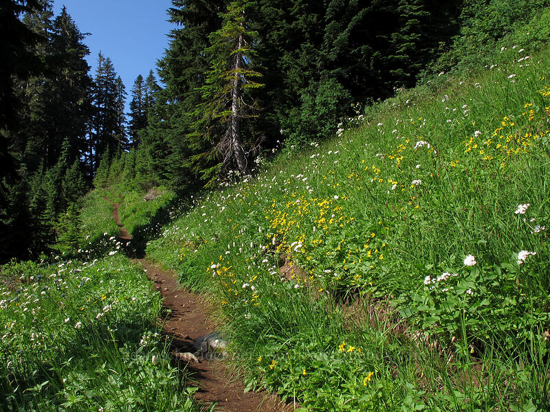 trail through wildflowers [Scott Paul Trail, Mount Baker-Snoqualmie National Forest, Whatcom County, Washington]