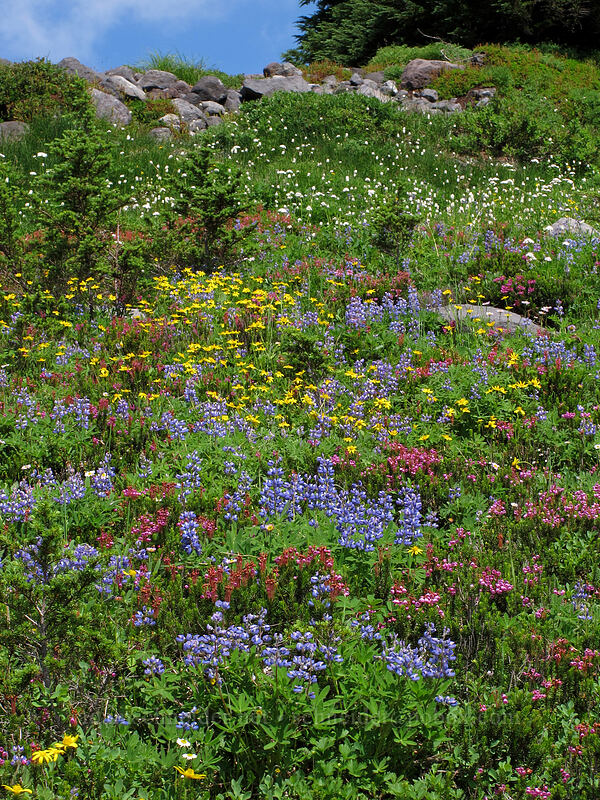 wildflowers (Lupinus latifolius, Arnica sp., Phyllodoce empetriformis, Erigeron glacialis var. glacialis) [Scott Paul Trail, Mount Baker-Snoqualmie National Forest, Whatcom County, Washington]