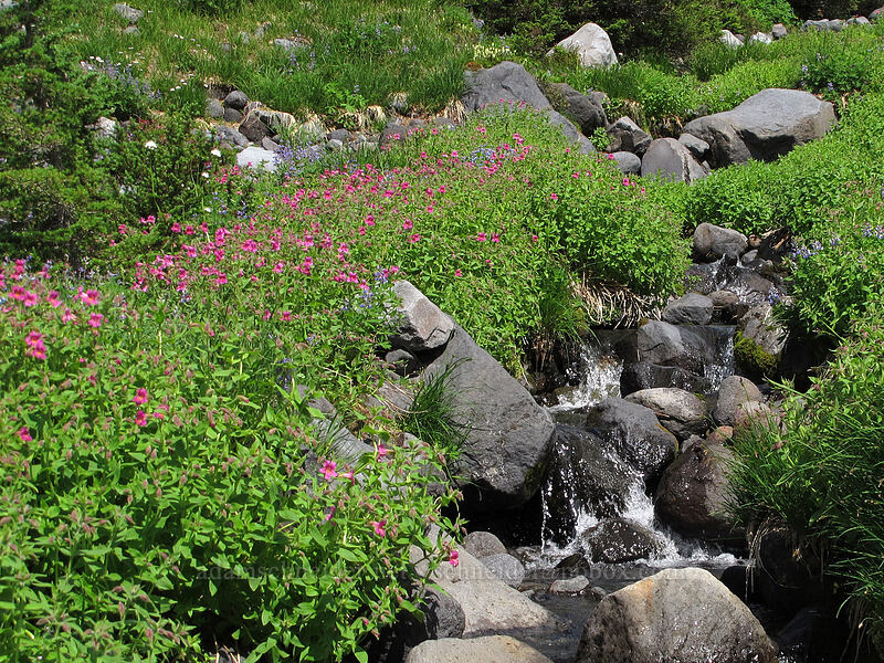 Lewis' monkeyflower & a stream (Erythranthe lewisii (Mimulus lewisii)) [Scott Paul Trail, Mount Baker-Snoqualmie National Forest, Whatcom County, Washington]