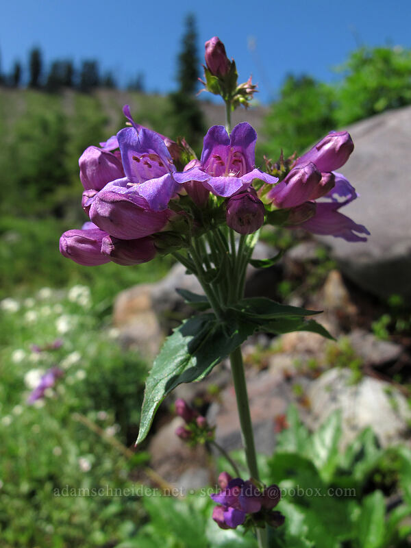 Cascade penstemon (Penstemon serrulatus) [Scott Paul Trail, Mount Baker-Snoqualmie National Forest, Whatcom County, Washington]