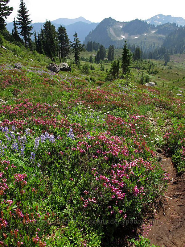 wildflowers (Phyllodoce empetriformis, Lupinus latifolius, Valeriana sitchensis) [west of Railroad Grade, Mount Baker-Snoqualmie National Forest, Whatcom County, Washington]