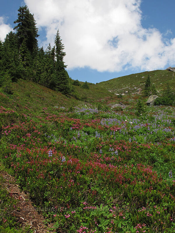 wildflowers (Phyllodoce empetriformis, Lupinus latifolius, Valeriana sitchensis) [west of Railroad Grade, Mount Baker-Snoqualmie National Forest, Whatcom County, Washington]