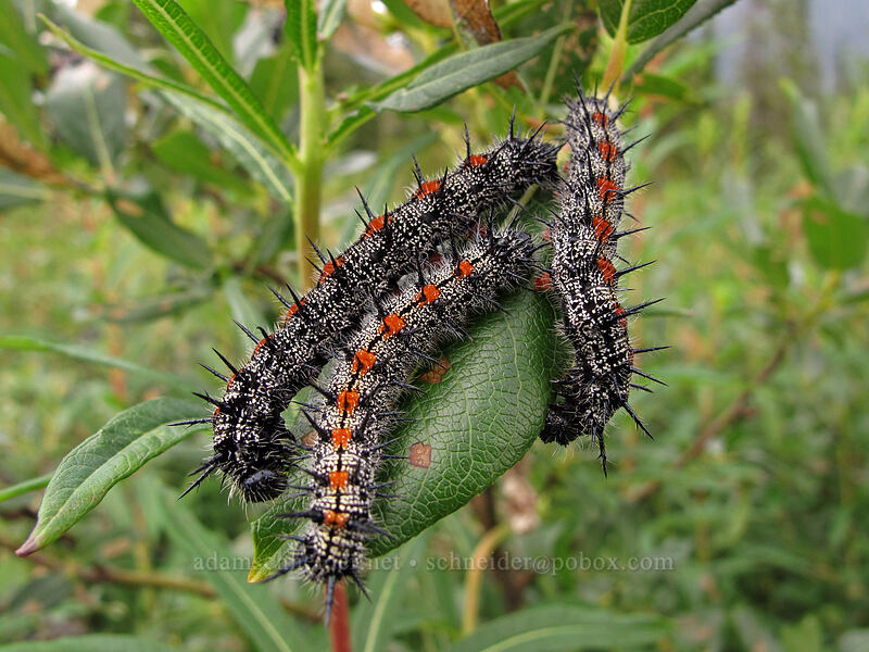 spiny elm caterpillars (mourning cloak butterfly) (Nymphalis antiopa) [Park Butte Trail, Mount Baker-Snoqualmie National Forest, Whatcom County, Washington]