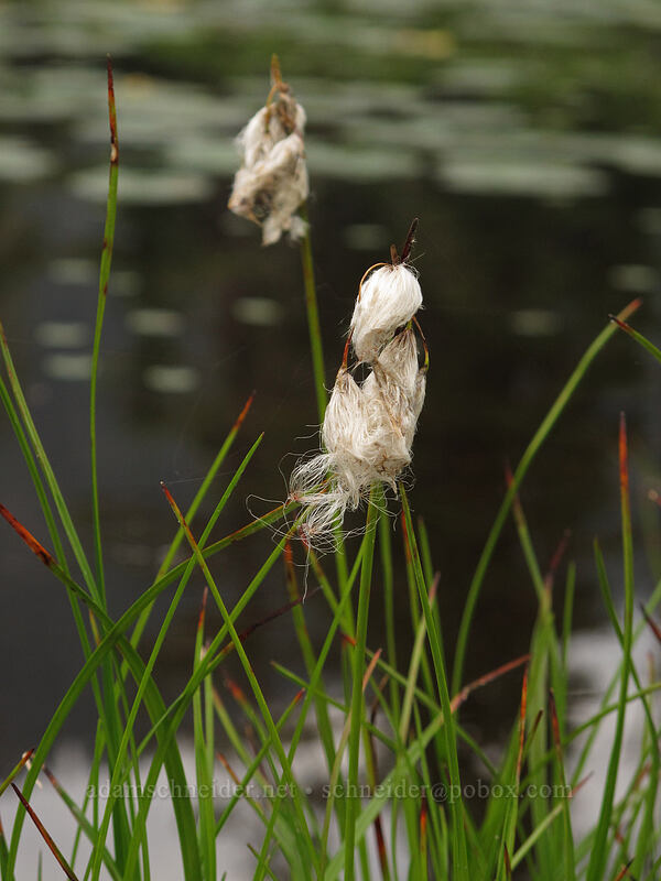 cotton-grass (Eriophorum sp.) [Park Butte Trail, Mount Baker-Snoqualmie National Forest, Whatcom County, Washington]