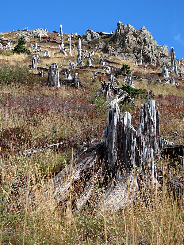stumps [Coldwater Trail, Mt. St. Helens National Volcanic Monument, Skamania County, Washington]