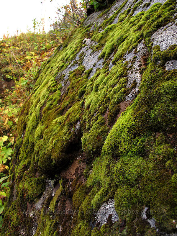moss [Boundary Trail, Mt. St. Helens National Volcanic Monument, Skamania County, Washington]