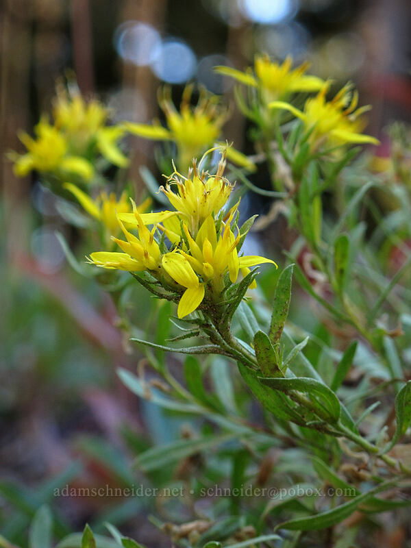 Greene's goldenweed (Ericameria greenei (Haplopappus greenei)) [Timberline Trail, Mt. Hood Wilderness, Hood River County, Oregon]