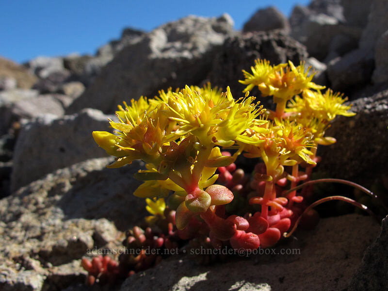 stonecrop (Sedum sp.) [Eliot Glacier, Mt. Hood Wilderness, Hood River County, Oregon]
